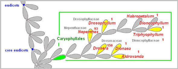 Venus Fly Trap Classification Chart