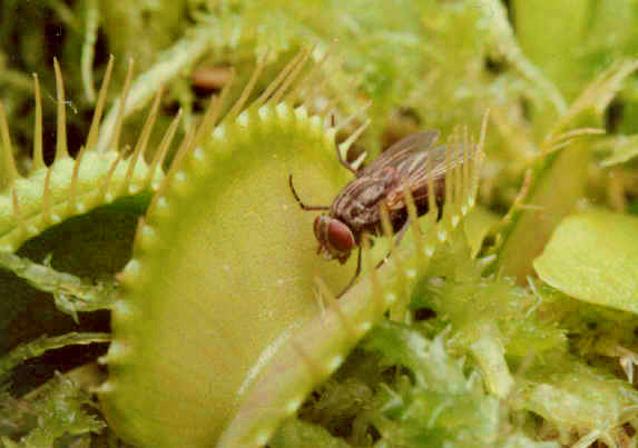 Flytrap002%20copy.jpg